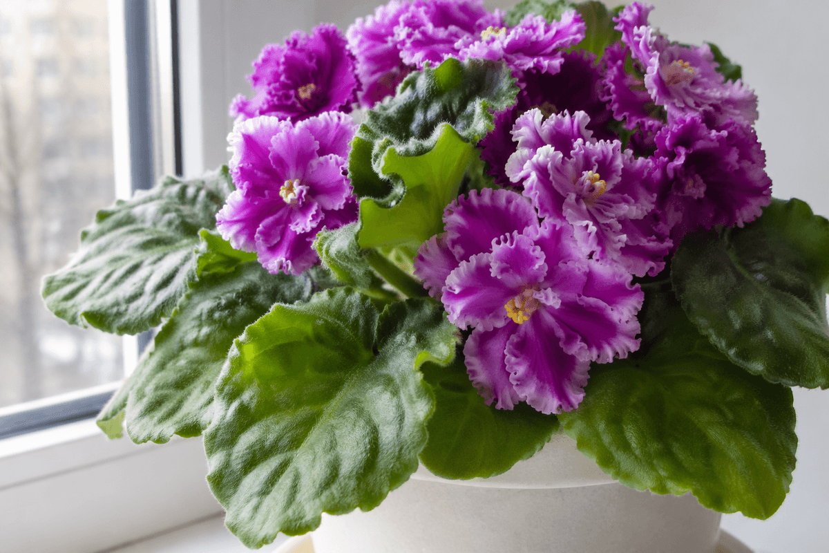 Plants, pets, and landmarks don’t behave the same